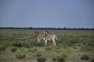 Kenya bozkırında zebra