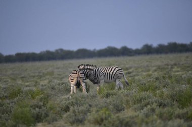 Afrika 'nın savanasında bir zebra.