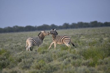 Savanadaki vahşi zeonlar