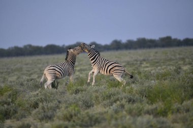 Bir çift zebra bozkırda