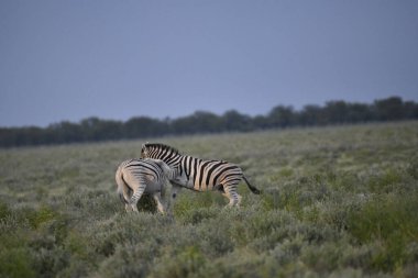 Savanada vahşi Afrika zebrası