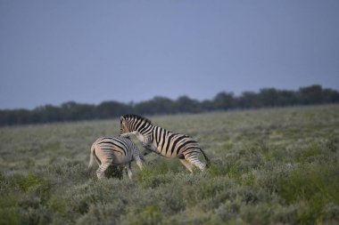 Bir çift beyaz zebra çimenlerde yürüyor.