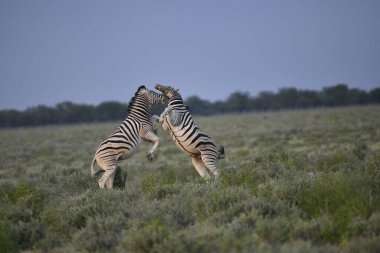 İki vahşi zebra Kenya savanasında kavga ediyor.