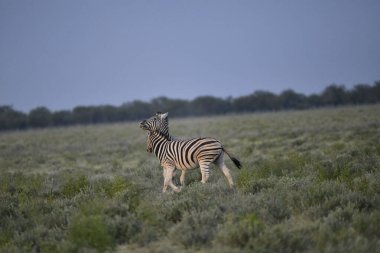 Zebra savanada yürüyor