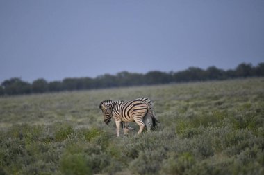 Afrika 'nın vahşi savanasında bir zebra.
