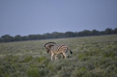 Afrika zebrası (equus chagchelli) namibya savanındaki çayırlarda yürüyor. Zebra bir.