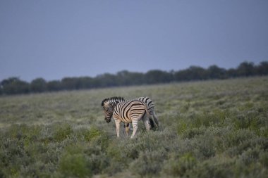 Afrika bozkırında otlayan zebra.