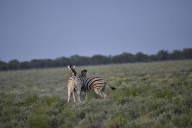 Namibya 'daki Etoşa Ulusal Parkı' nda bir zebra