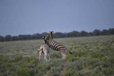 Afrika 'nın güneyindeki Kruger parkında zürafa.