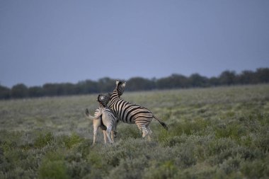 Bir erkek vahşi zebra Namibya 'daki Etoşa Ulusal Parkı' nda yürüyor. yüksek kaliteli fotoğraf