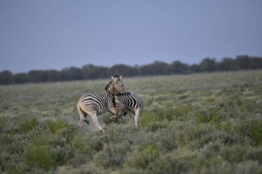 Vahşi zebra bozkırda