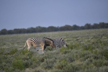 Beyaz zebra (panthera leo, aynı zamanda zebra olarak da bilinir) Güney Afrika 'nın bozkırında akşam vakti.