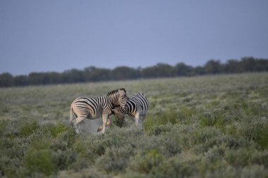 Çimlerde bir çift zebra