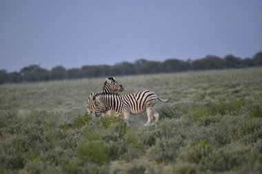 Kenya 'daki savanada beyaz bir zürafa.
