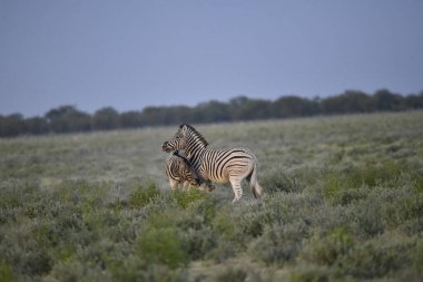 Zeeland (equus burga) savanada