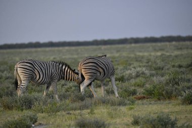 Kenya bozkırında zebra