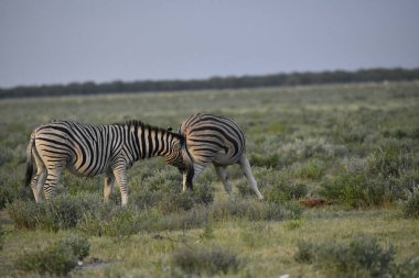 Afrika bozkırlarındaki zebra.