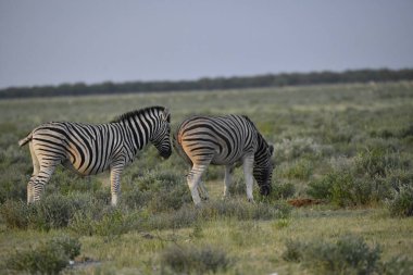 Etoşa Ulusal Parkı 'nda bir çift zebra