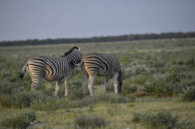 zebra in the etosha national park in namibia