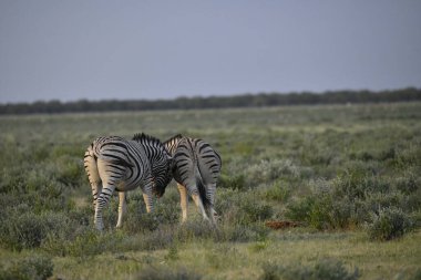 Zebra etkin Ulusal Parkı