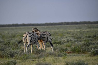 Afrika, Kenya bozkırında zebra