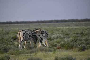Etoşa Ulusal Parkı, Namibya 'da zebra