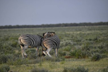 Afrika savanasında kavga eden iki zebra..
