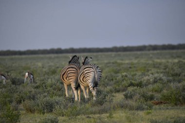 Çayırdaki zebra