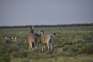 Zebra çayırda otluyor.