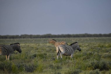 Zebra etkin, Namibia