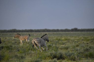 Çayırdaki zebra