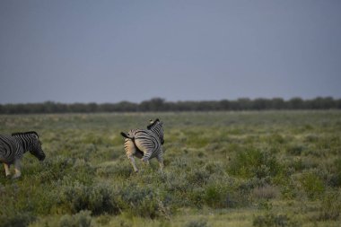 Savanada çimlerin üzerinde zebra
