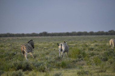 Afrika savanasında vahşi zebralar