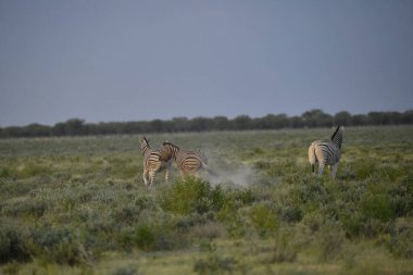 Namibya 'daki Etoşa Ulusal Parkı' nda çimlerin üzerinde zebra var.