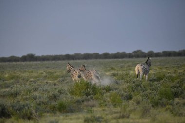 Bir zebra sürüsü bozkırda otluyor.