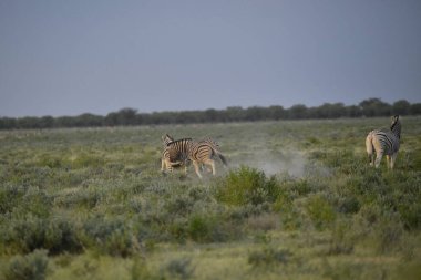 Afrika bozkırlarında vahşi atlar