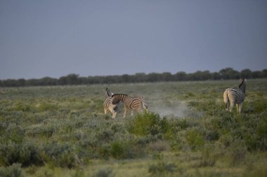 Çölde vahşi zebra