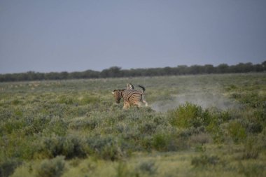 Etoşa 'da vahşi bir zebra