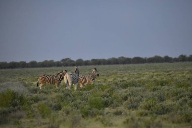 Namibya bozkırında vahşi bir zebra.