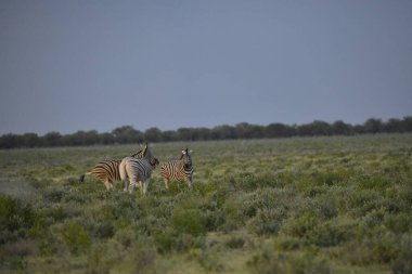 Zebra vahşi doğada, Afrika, Kenya