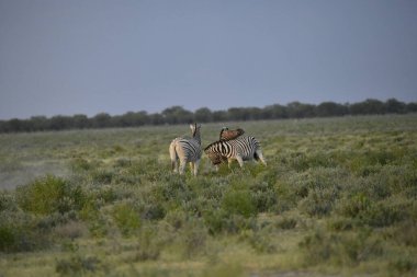Zebra içinde belgili tanımlık vahşi, Afrika
