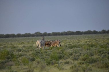 Zebra Etoşa Milli Parkı, Nambia, Afrika
