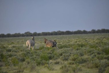Etoşa Ulusal Parkı 'nın çölünde bir çift zebra.