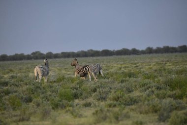 Savananın ortasında bir zebranın güzel bir görüntüsü.