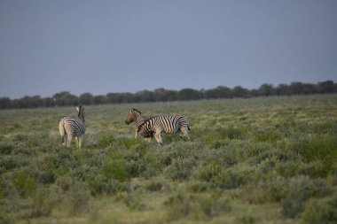 Etoşa Ulusal Parkı, Namibya 'da zebra