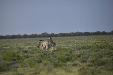Tarlada bir at sürüsü