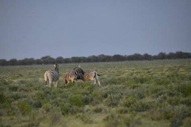 Etoşa ulusal rezervinde iki zebra, namibya. yüksek kaliteli fotoğraf