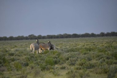 Etoşa Ulusal Parkı, Namibya 'da zebra