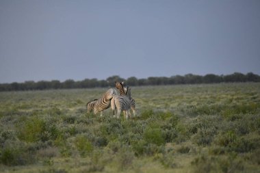 Zebra-Etosha Ulusal Parkı, Namibya, Afrika