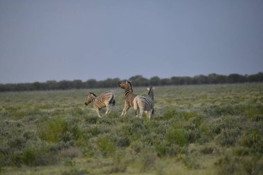 Zebra, Afrika 'nın güneyinde vahşi doğada, zebranın doğa koruma alanı.